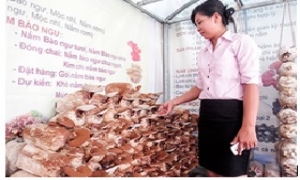 Nấm linh chi Việt Nam bị nấm linh chi Trung Quốc “tấn công”