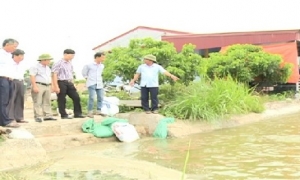 Chủ tịch UBND tỉnh kiểm tra sản xuất nông nghiệp tại Ân Thi