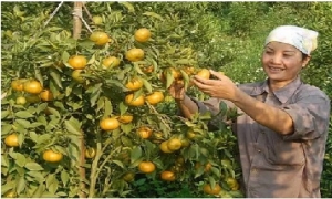 Thu trăm tỷ nhờ trồng cam