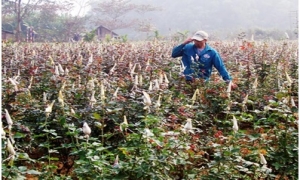 Thuê đất trồng hoa, nông dân thu lãi hàng trăm triệu đồng
