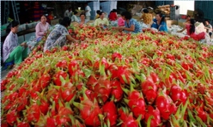 Nông sản Việt Nam và TPP: 5 mặt hàng có cơ hội lớn