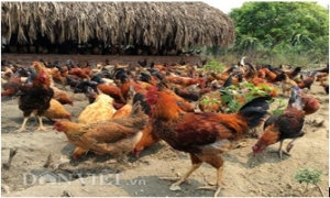 Trang trại 6000 con gà sạch nuôi theo kiểu "nhà giàu"