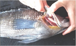 Ăn cá phần nào để ít bị nhiễm độc nhất