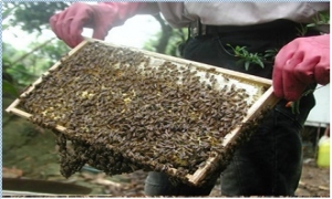 Lão nông 80 tuổi làm giàu từ nuôi ong mật