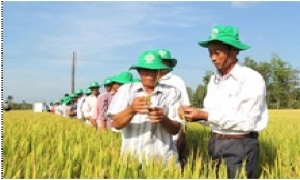 Xây dựng thương hiệu gạo từ làm cánh đồng lớn