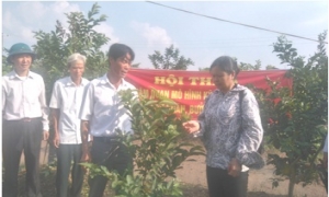Hội thảo: Mô hình trồng nhãn, bưởi, ổi tại xa Tiền Phong, huyện Ân Thi.