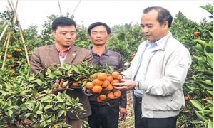Những mô hình nông nghiệp hiệu quả ở Hưng Yên