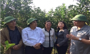 Hiệu quả từ mô hình trồng cây ăn quả tại huyện Kim Động