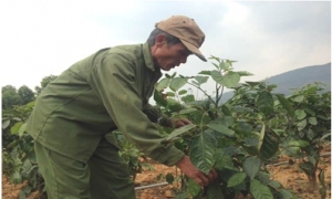 Dễ dàng “đút túi” trăm triệu đồng từ trồng đinh lăng