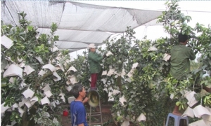 Làng có hơn 300 phụ nữ chuyên làm nghề chiết ghép, nhân giống cây ăn quả ở Văn Giang