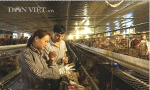 Nông dân Khoái Châu kiếm hàng trăm triệu nhờ thụ tinh nhân tạo cho gà