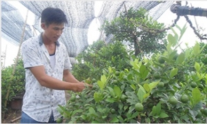 Tỷ phú chanh hữu cơ ở Hưng Yên