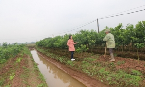 Hội nông dân xã Việt Cường nhiều hoạt động hội viên phát triển kinh tế.