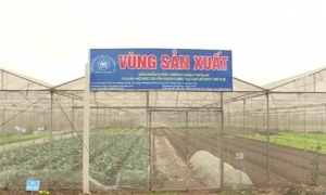 Hưng Yên có trên 220 héc ta rau và cây ăn quả VietGAP