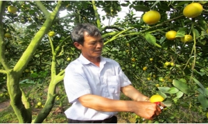 Nông dân Hưng Yên trồng cam VietGap