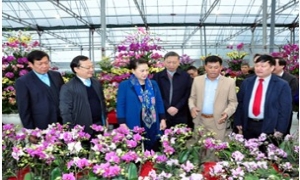 Chủ tịch Quốc hội Nguyễn Thị Kim Ngân thăm mô hình trồng hoa, cây cảnh tại Hưng Yên
