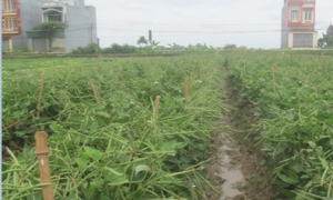 Trồng đậu đỗ cho thu nhập cao gấp 2 lần trồng lúa